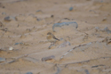 Desert Wheatear