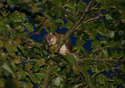 Edible Dormouse