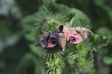 Eyed Hawkmoth
