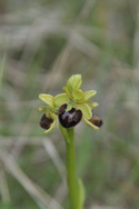 Early Spider Orchid