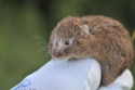 Field Vole