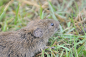 Field Vole