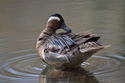 Garganey