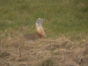 Great Bustard