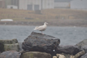 Glaucous Gull
