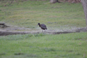 Glossy Ibis
