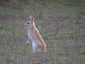 Golden Rabbit