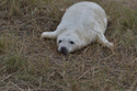 Grey Seal