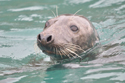 Grey Seal