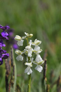 Green Winged Orchid