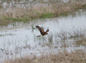 Northern Harrier