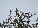 Hawfinch