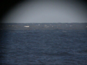 Humpback Whale