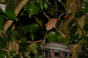 Hazel Dormouse