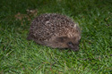 Hedgehog