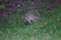 Hedgehog