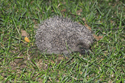 Hedgehog