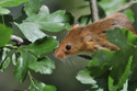Harvest Mouse