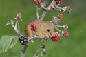 Harvest Mouse