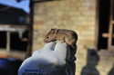 House Mouse