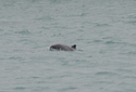 Harbour Porpoise