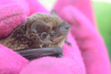 Leisler's Bat