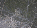Rock Thrush