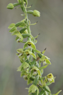 Lindesfarne Helleborine
