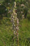 Lizard Orchid
