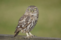 Little Owl