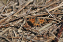Large Tortoiseshell