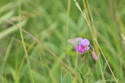 Long Tailed Blue