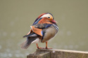 Mandarin
