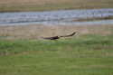 Marsh Harrier