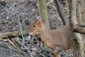 Muntjac
