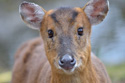 Muntjac