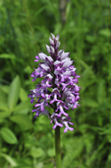 Military Orchid