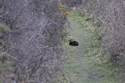 Melanistic Rabbit