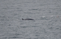 Minke Whale