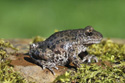 Midwife Toad