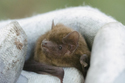 Nathusius pipistrelle