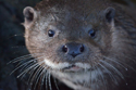 Otter
