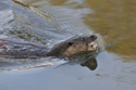 Otter