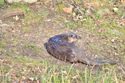 Otter