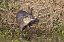 Otter