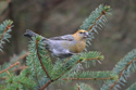 Pine grosbeak