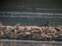 Pacific Golden Plover