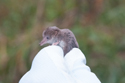 Pygmy Shrew