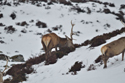 Red Deer