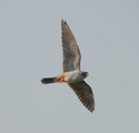 Red Footed Falcon